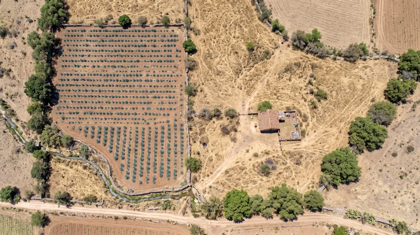 Fotografía aérea de un predio con plantío de agave delimitado por bardas de piedra
