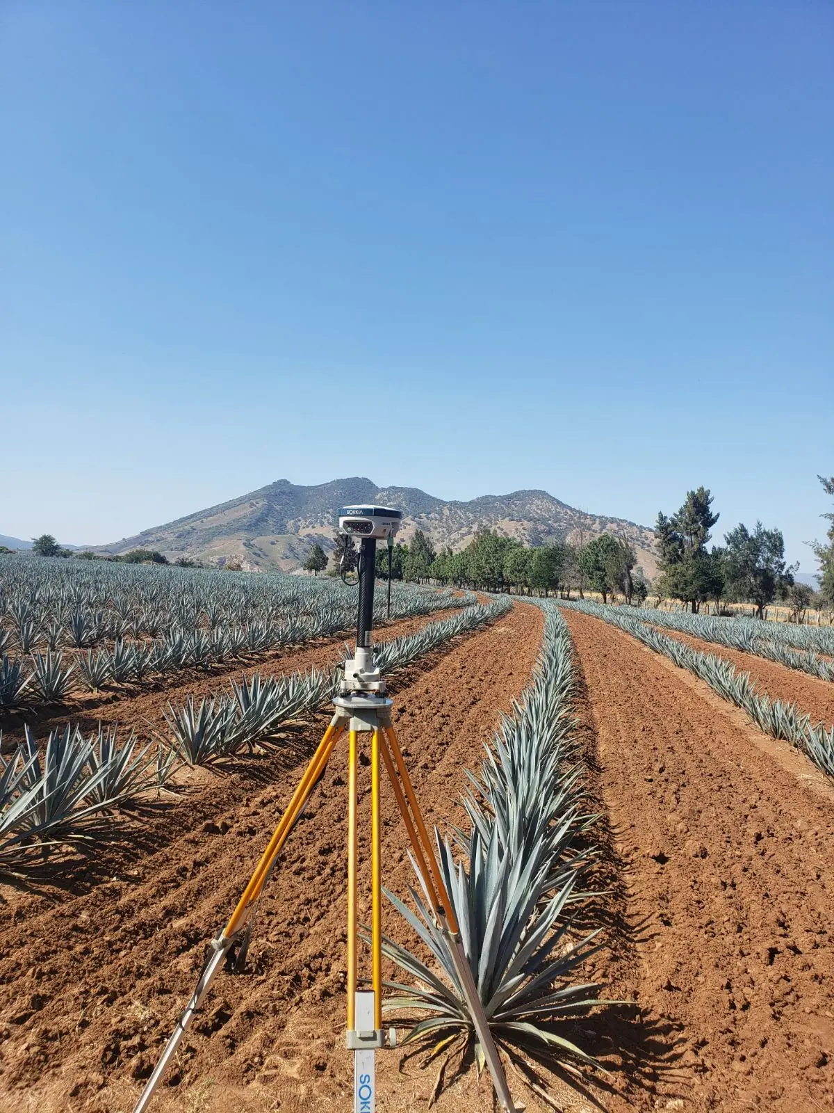 Receptor GNSS en tripié entre surcos de agave, en Jalisco