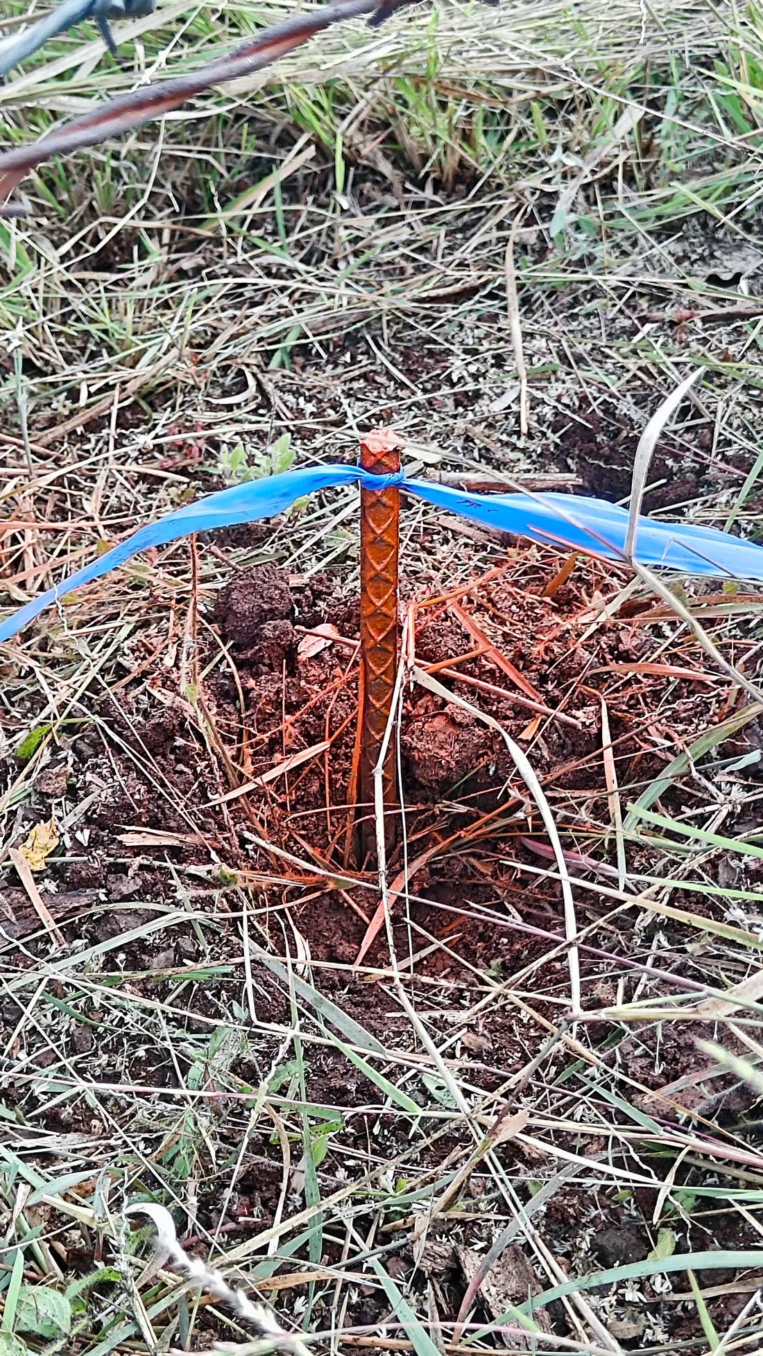 Varilla con listón azul que señala un vértice del lindero